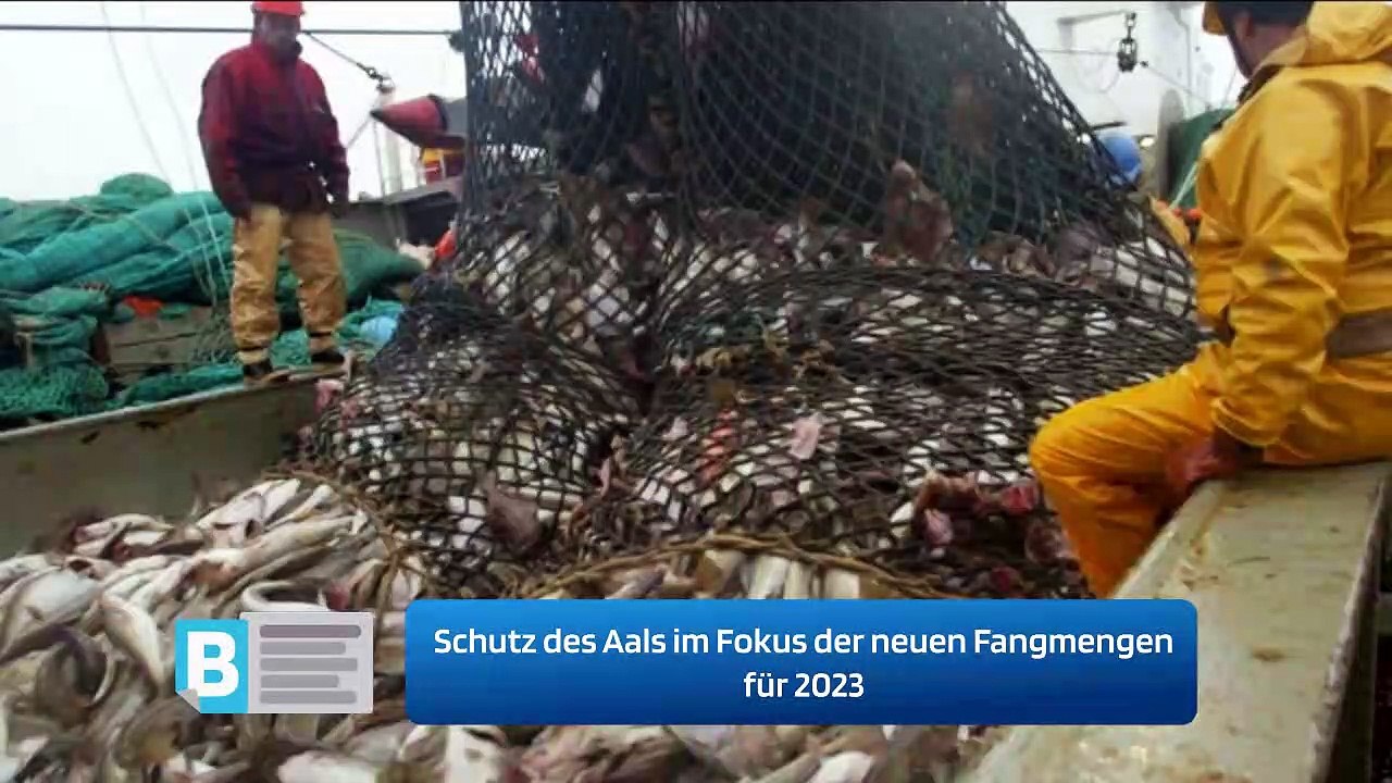 Schutz des Aals im Fokus der neuen Fangmengen für 2023