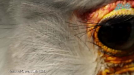 Tuyệt Kỹ Săn Mồi | Những Loài Chim Săn Rắn Độc Nhất Thế Giới