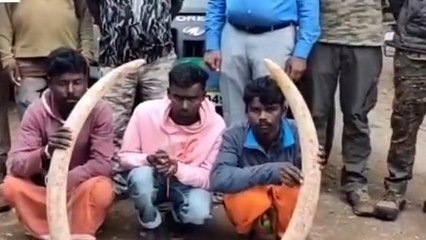 ಚಾ.ನಗರ:ಆನೆ ದಂತ ಮಾರಾಟಕ್ಕೆ ಯತ್ನ-ಮೂವರ ಬಂಧನ