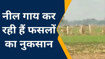 ललितपुर: अन्ना जानवरों के बाद अब किसान इन जानवरों से हुआ परेशान,देखे पूरी खबर