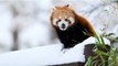 Red panda cub frolics in first snow at Hertfordshire wildlife park