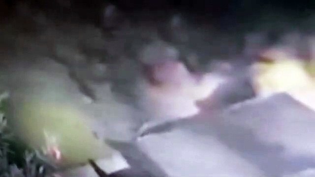 यहां रिहायशी इलाके में घूम रहा है तेंदुआ, लोगों में दहशत