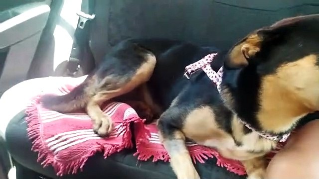 Cachorrinho 'Cigano' é encontrado na avenida Paraná, em Umuarama