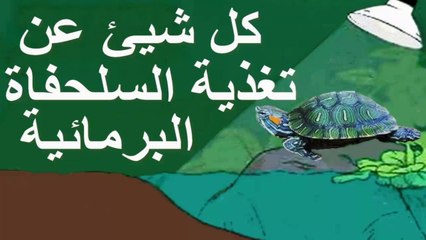 كل شيء عن تغذية  السلحفاة البرمائية