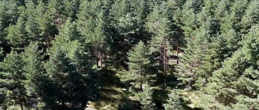 Lincessa, Los Silencios Del Bosque Teaser