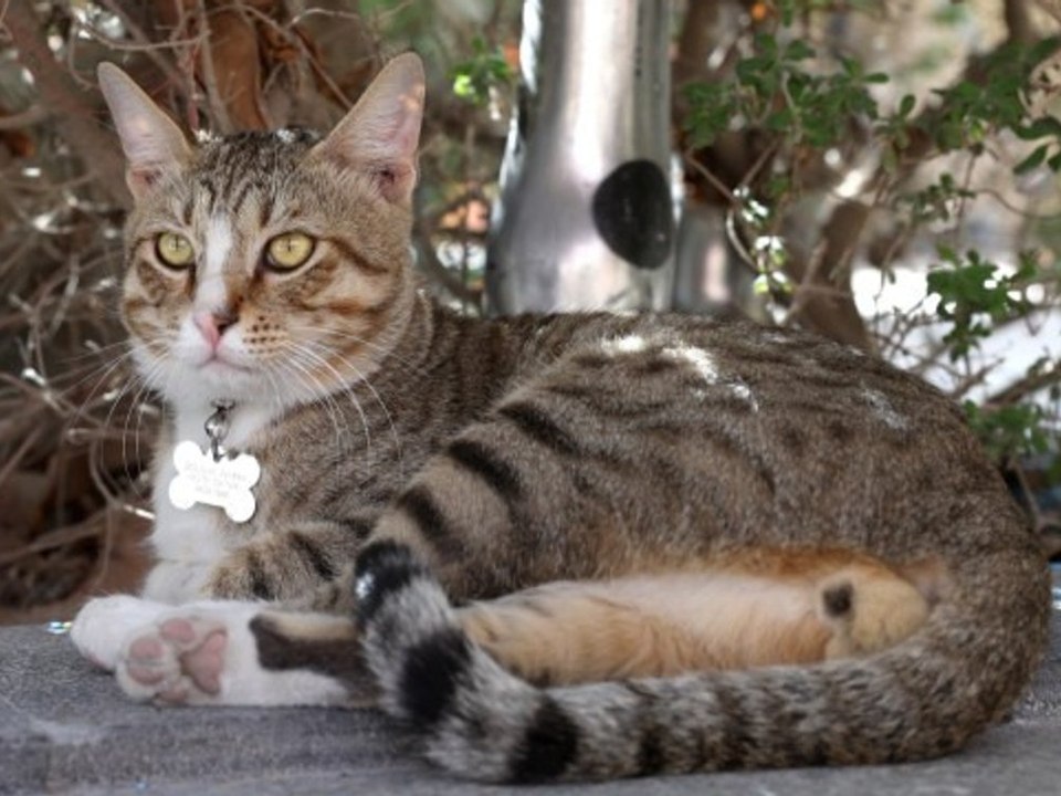 'Dave' is coming home! Streuner-Maskottchen darf mit nach England