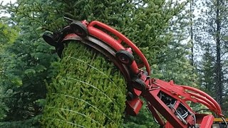 How Christmas trees are harvested