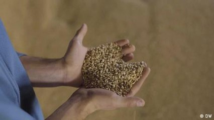 Ukraine: the impact of war on Ukrainian farmers