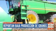 Anapo registra por segundo año consecutivo baja de producción de granos en el país