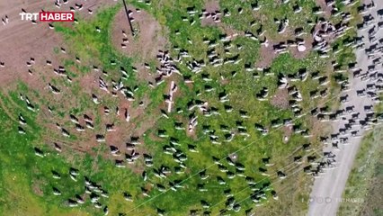 Milletvekili Yıldız, kendini Ankara Keçilerine adadı