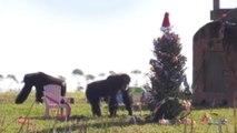 Chillidos, saltos y golpes: Navidad en una reserva de chimpancés en Florida