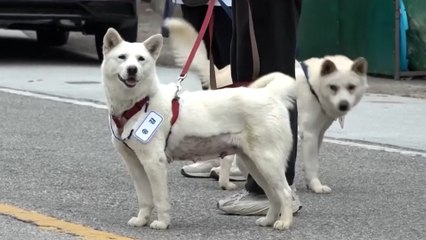 North Korean dogs gifted to Moon Jae-in resettled in South Korean zoo