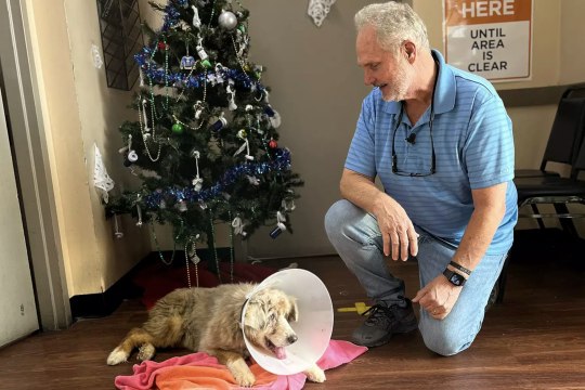 Texas Dog Missing 7 Years Reunites with Family After Pet Is Found Abandoned in a Florida Hotel