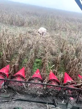 Pig With Her Piglets