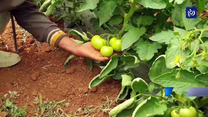 البدء بتسويق إنتاجات خمسة آلاف بيت بلاستيكي العام المقبل