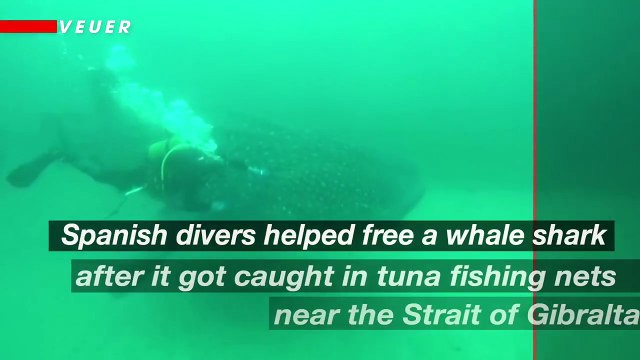 Watch How Divers Rescue Trapped Whale Shark in Spain