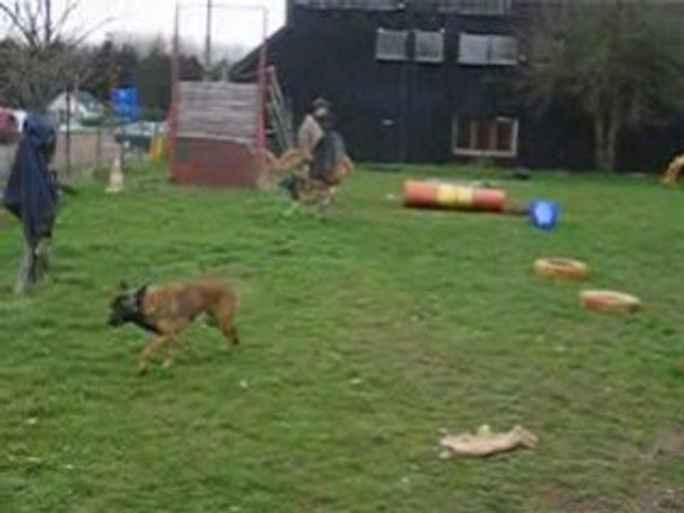 attaque de malinois