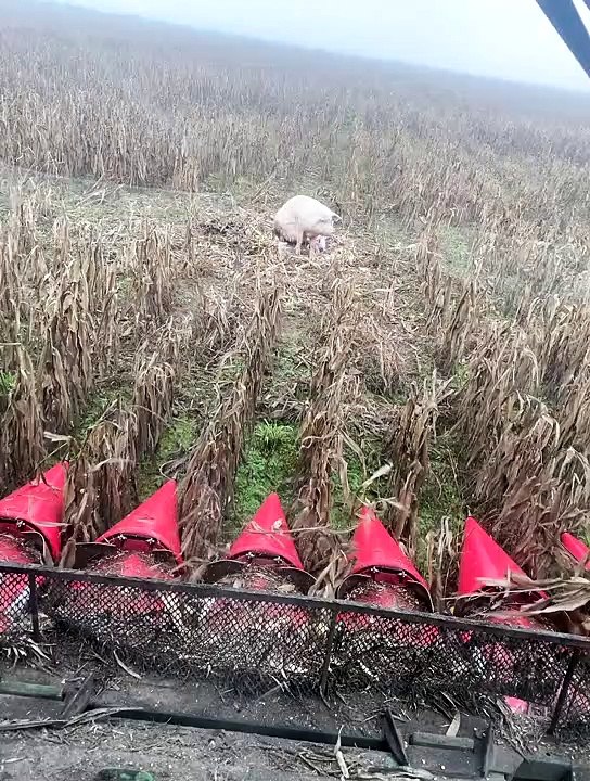 Pig With Her Piglets