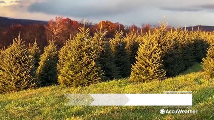 Christmas tree prices higher than last year