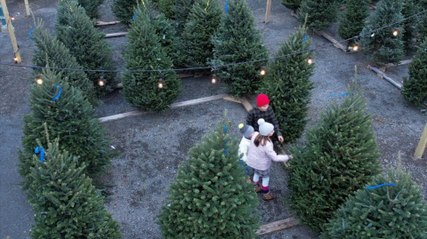 What Christmas Tree Sellers Want You to Know