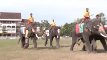 Watch These Thai Elephants Have a ‘World Cup’ of Their Own