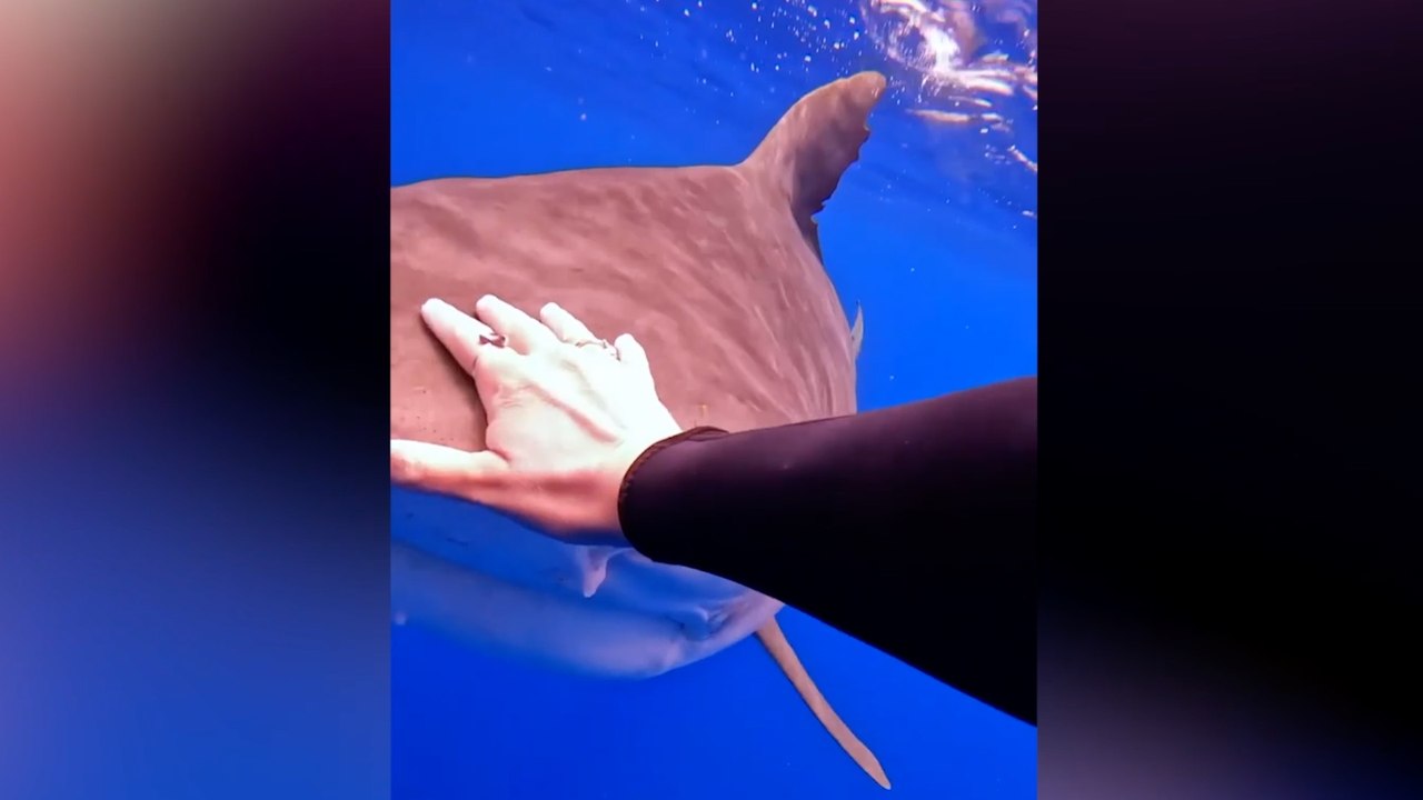 Must See! This Diver Gets Up Close and Personal With Sharks to Show Why They’re Not the Killing Machines You Might Think