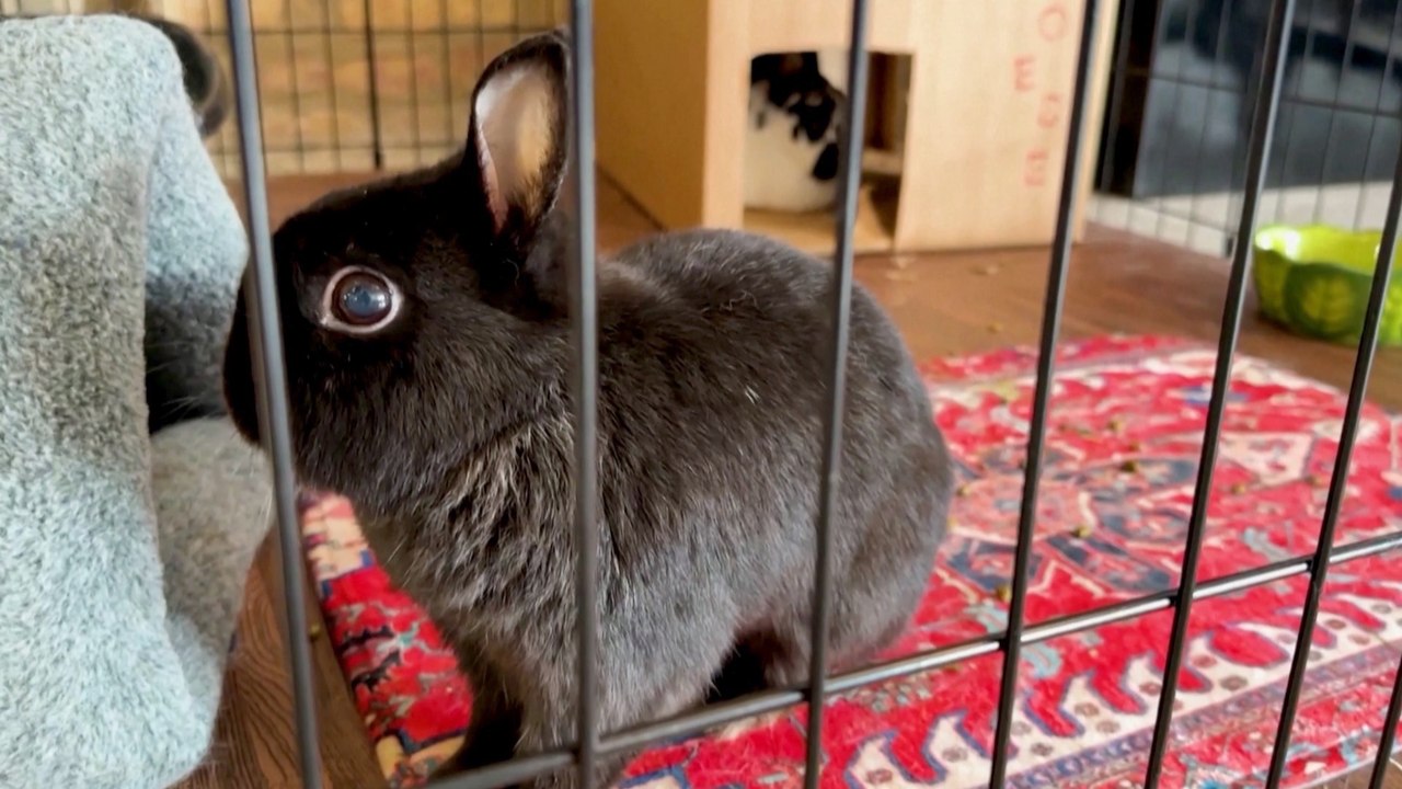 Chewable Huts and Persian Rugs Are Some of Things You’ll Find in Chicago’s First Luxury Bunny Hotel