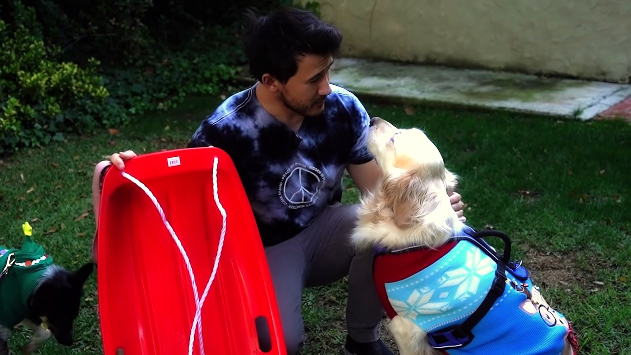 Harnessing Our Dogs' Unlimited Energy (40)