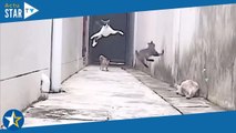 Ce chat évite les attaques de ses camarades comme un véritable Ninja !