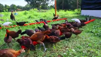 Teknik  merawat ayam petelur