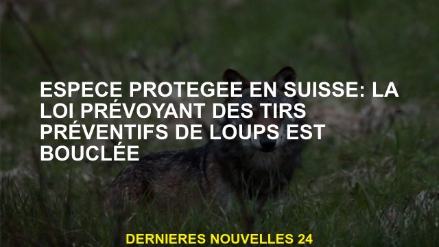 Espèces protégées en Suisse: la loi prévoyant un tir préventif de loup est achevée