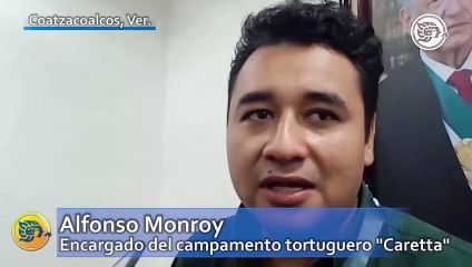 Persiste saqueo de huevos de tortugas en el sur