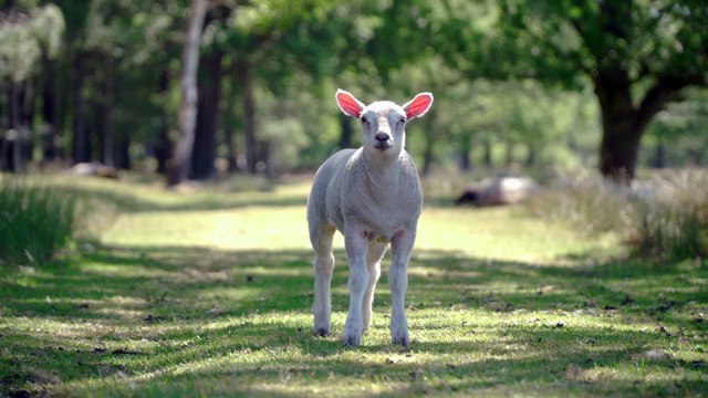 Sheep - People also ask Do sheep live in the jungle. People also ask Do sheep live in the jungle? What are sheep used for? People also ask Do sheep live in the jungle? What are sheep used for? Where does sheep live called?