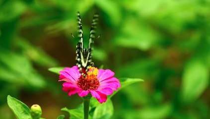Insect - What is the relationship between butterfly and flower? Titly