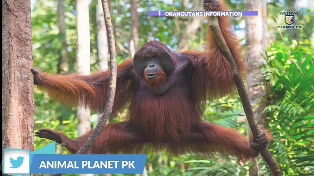 Orangutans facts in urdu sumatran orangutans bornean orangutans Animal planet pk