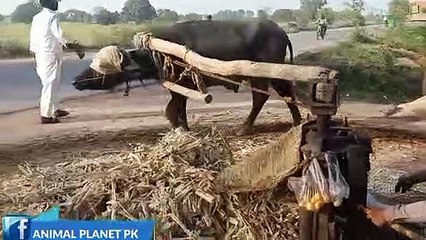 Buffalo  Round running   Animal video Animal planet pk