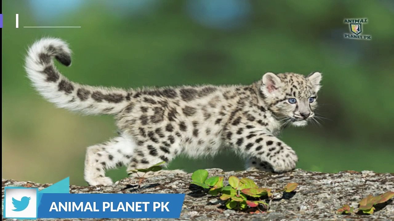 SNOW LEOPARD FACTS SNOW LEOPARD INFORMATION IN HINDI URDU ANIMAL VIDEO ANIMAL PLANET PK
