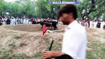 Bulls round running part 2 bull race bulls running  wacha farming Animal planet pk