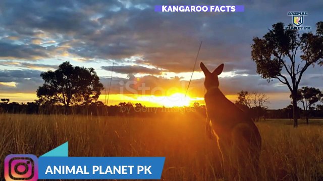 Intersting facts about kangaroo information in English facts about animals Animal planet Pk