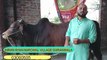Wacha for sale in Pakistan Bull for sale in punjab Pakistan eid wacha Animal planet pk