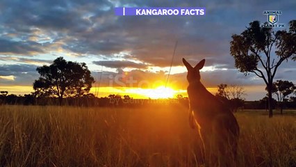 Download Video: Kangaroo animal full documentary in hindi urdu kangaroo facts video Animal planet pk