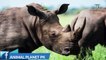Rhino full documentary in hindi urdu Rhino animal facts Animal planet pk