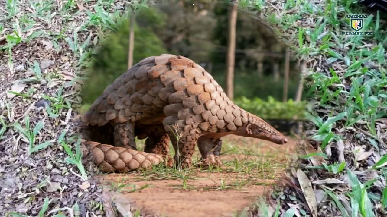 Pangolin full urdu information  Pangolin facts Pangolin animal Animal planet pk