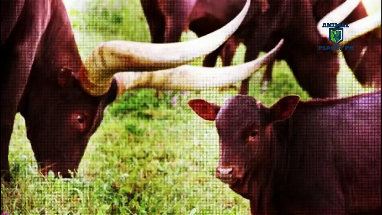 Cattle information tutorial in urdu Animal planet PK
