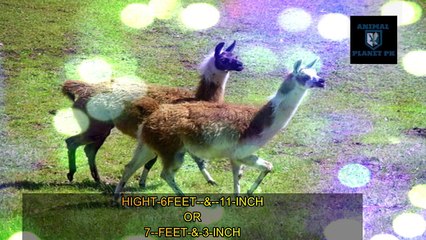 llama information Llama facts in Urdu hindi Animal planet Pk