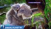 Koala facts koala information in hindi urdu koala animal documentary in hindi urdu Animal planet pk