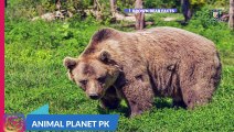 Bear information in hindi urdu Bear facts   facts about Bear animal full documentary in hindi Ap.Pk