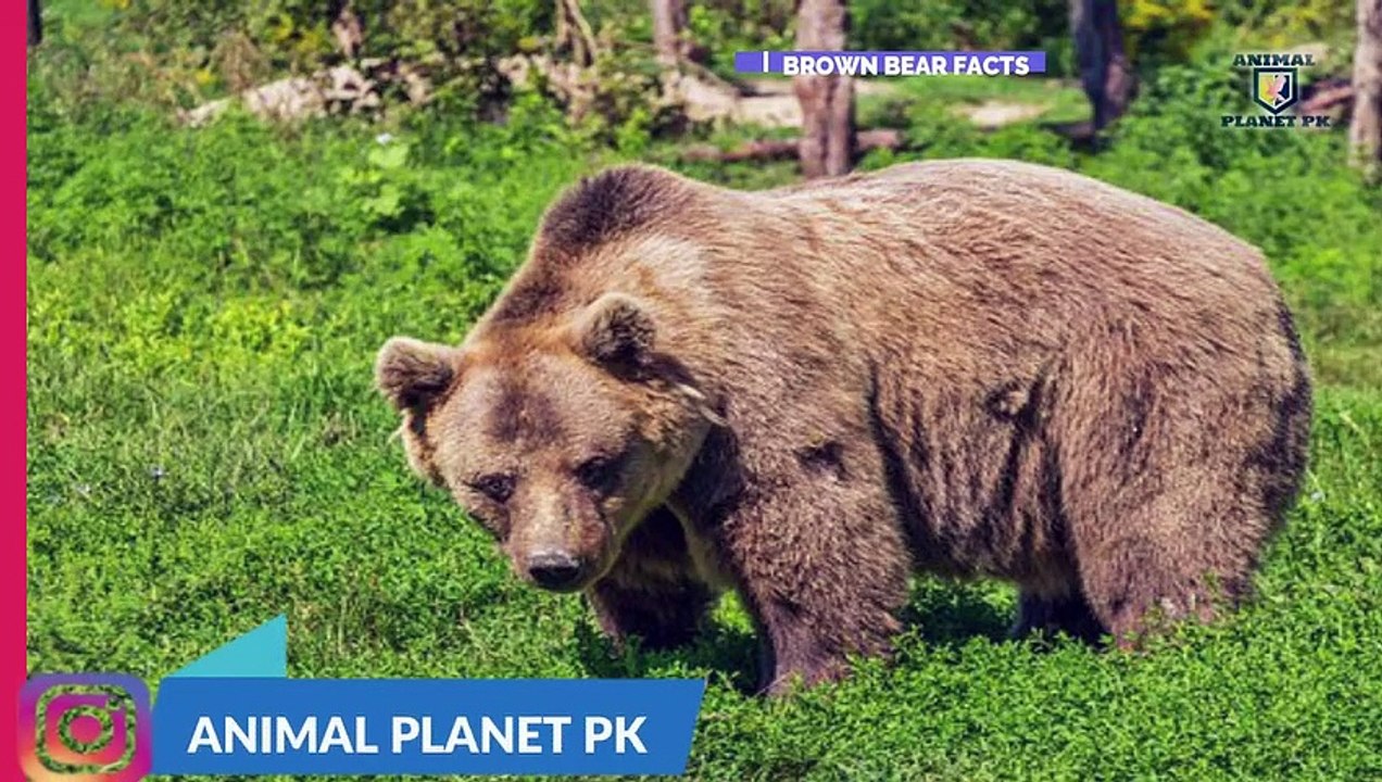 Bear information in hindi urdu Bear facts   facts about Bear animal full documentary in hindi Ap.Pk
