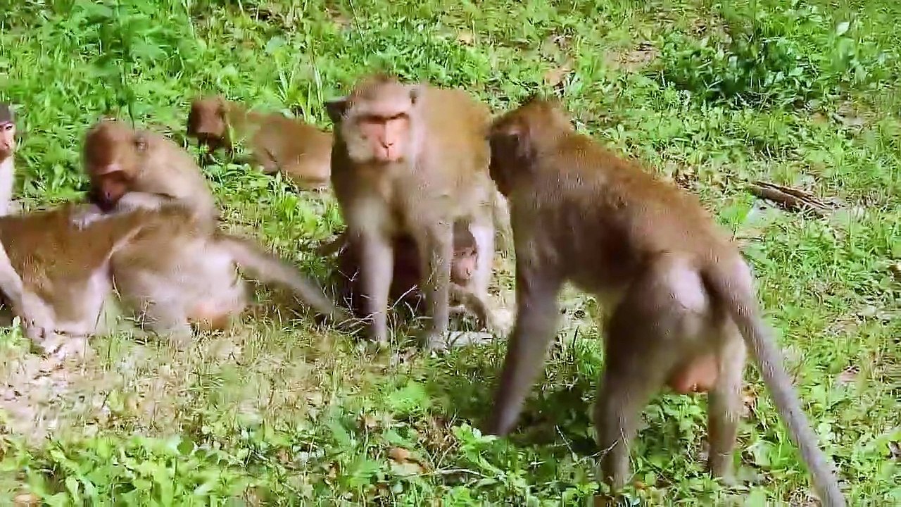 Kungfu Monkey Vs King Eagle