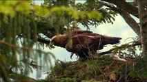 Đại bàng bắt cóc khỉ con và màn rượt đuổi kịch liệt của đàn khỉ điên cuồng